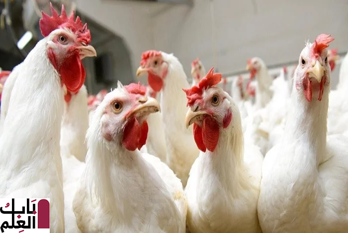 سعر الدواجن اليوم الإثنين 23 ديسمبر 2019 ومتابعة مستمرة لأسعار الدجاج والرومي والبيض