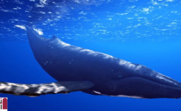 سر اصوات الحيتان يُقال أنها لـ الحوت الأزرق في مرسى مطروح ورد وزارة البيئة 2020