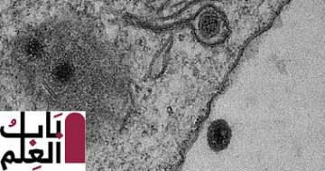 فيروس يارا يحير العلماء بالبرازيل 2020