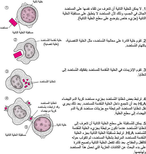 IMM T cells antigens ar