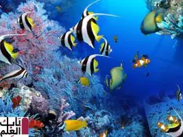 تحميل برنامج SereneScreen Marine Aquarium