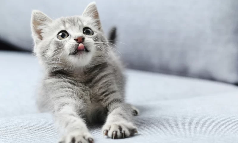 يقول بعض العلماء فى 2022 إن القطط من “الأنواع الغريبة الغازية”￼