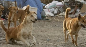 Chat GPT الكلاب الضالة بالأردن تؤثر على سلامة السكان 2023
